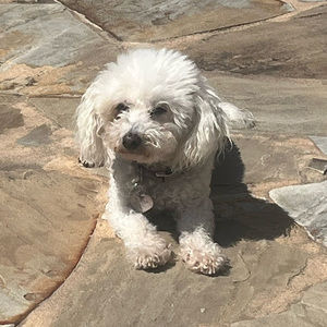 Meet your Posher, Austin